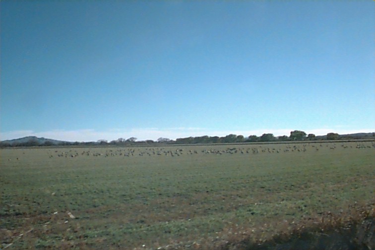 Crane Heaven - Bosque del Apache, NM