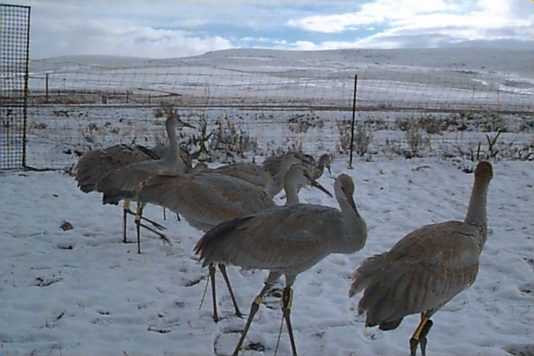 Cranes out for walk 